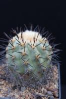 Copiapoa longistaminea AW 104.jpg