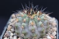 Copiapoa marginata AW 345.jpg