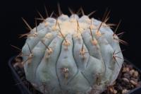 Copiapoa melanohystrix AW 116.jpg