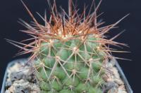 Copiapoa rupestris AW 269.jpg