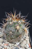 Copiapoa schulziana AW 268.jpg
