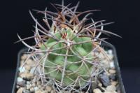 Copiapoa sp. AW 113.jpg
