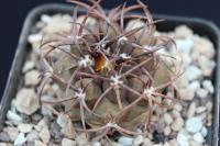 Copiapoa sp. AW 277.jpg