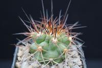 Copiapoa sp. AW 326.jpg