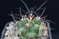 Copiapoa sp. AW 344.jpg