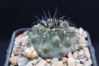 Copiapoa sp. AW 350.jpg