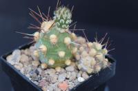 Cumulopuntia berteri AW 241.jpg