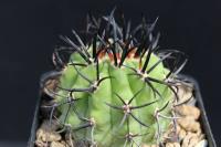 Neoporteria clavata AW 303.jpg