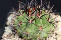 Neoporteria clavata AW 308.jpg