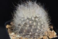 Neoporteria senilis AW 311.jpg