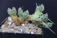 Neoporteria sp. AW 13-14.jpg