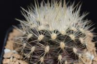Neoporteria sp. AW 319.jpg