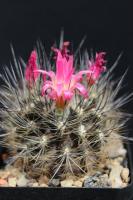 Neoporteria villosa AW 270.jpg