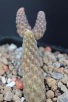 Pterocactus sp. AW 289.jpg