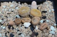 Puna clavarioides AW 290.jpg