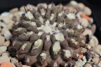 Pyrrhocactus deherdtiana AW 281.jpg