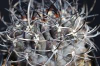 Pyrrhocactus jussieui AW 82.jpg
