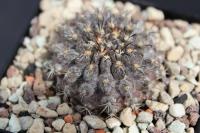 Pyrrhocactus totoralensis AW 271.jpg