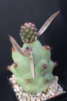 Tephrocactus articulatus AW 79.jpg