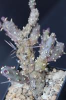 Tephrocactus nigrispinus AW 9.jpg