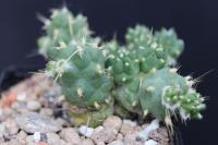 Tephrocactus sp. AW 121.jpg