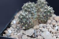 Tephrocactus sp. AW 122.jpg