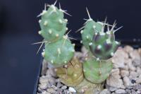 Tephrocactus sp. AW 123.jpg