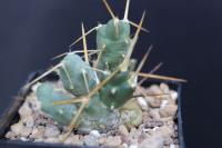 Tephrocactus sp. AW 124.jpg