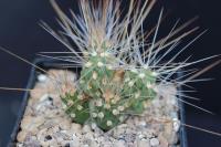 Tephrocactus sp. AW 239.jpg