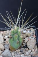 Tephrocactus sp. AW 240.jpg