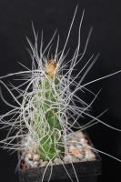 Tephrocactus weberi AW 70A.jpg