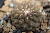 Thelocephala glabrescens fulva AW 354.jpg