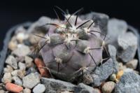 Copiapoa atacamensis x solaris CH 01.1.jpg
