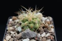Copiapoa coquimbana andina CH 32.1.jpg