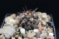 Copiapoa echinoides f. nana CH 42.jpg