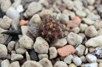 Copiapoa hornilloense CH 87.jpg