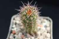 Copiapoa megarhiza CH 64.jpg