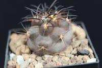 Copiapoa schulziana CH 31.jpg
