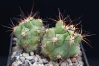 Copiapoa solaris CH 84.jpg