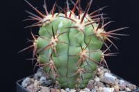 Copiapoa solaris CH 85.jpg