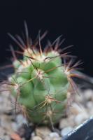 Copiapoa solaris CH 86.jpg