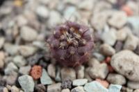 Copiapoa variispinata CH 50.jpg