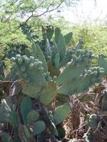 P1010291_ETY_001_Opuntia_aff_quimilo_x_sulphurea.JPG