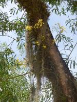 P1010392_ETY_003_Orchidee.JPG