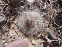 P1010445_ETY_005_Parodia_stuemeri.JPG