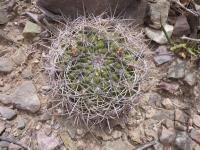 P1010467_ETY_005_Gymnocalycium_saglionis.JPG