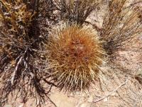 P1010924_ETY_12_Parodia_maassii.JPG