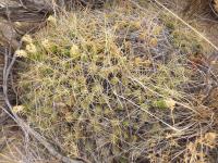 P1010999_ETY_13_Cumulopuntia_boliviana.JPG