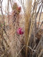 P1020439_ETY_21_Austrocylindropuntia_shaferi.JPG