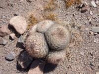 P1020643_ETY_29_Pyrrhocactus umadeave.JPG